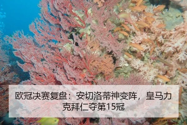ou-guan-jue-sai-fu-pan-an-qie-luo-di-shen-bian-zhen-huang-ma-li-ke-bai-ren-duo-di-guan-2-514.jpg