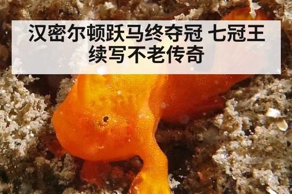 汉密尔顿跃马终夺冠 七冠王续写不老传奇